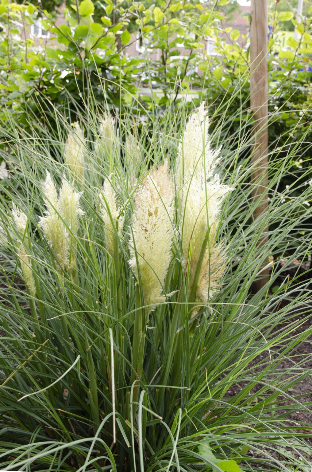 Cortaderia Tiny Pampa Dwerg Pampasgras Buxuskoning