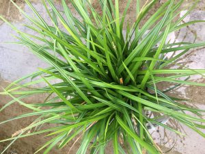 Carex irish Green, veel uitlopers per pot, top kwaliteit voor bodemprijzen