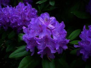Rhododendron catawbiense 'Grandiflorum´