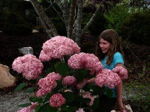 Hydrangea arborescens 'Invincibelle' oftewel Pink Annabelle