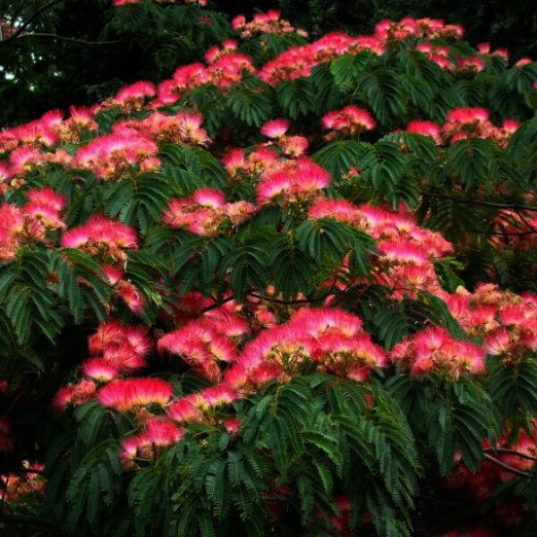 De Albizia julibrissin 'Tropical Dream' is een uitbundig bloeiende boom die met grote aantallen op steeltjes staande roze pluimen bloeit. De bloei begint in juli en gaat door tot half september,