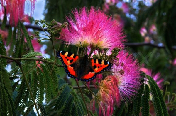 De Albizia julibrissin 'Tropical Dream' is een uitbundig bloeiende boom die met grote aantallen op steeltjes staande roze pluimen bloeit. De bloei begint in juli en gaat door tot half september,