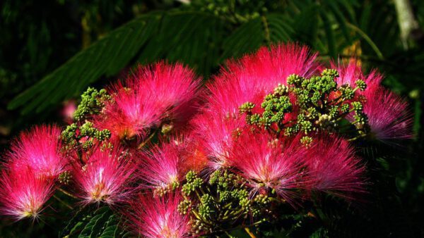 De Albizia julibrissin 'Tropical Dream' is een uitbundig bloeiende boom die met grote aantallen op steeltjes staande roze pluimen bloeit. De bloei begint in juli en gaat door tot half september, waarbij zich iedere dag weer nieuwe bloemen openen.