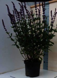 Salvia nemorosa Caradonna is rijk en lang bloeiend