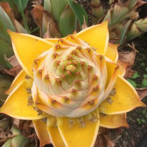 Musella lasiocarpa - Gouden Lotus banaan