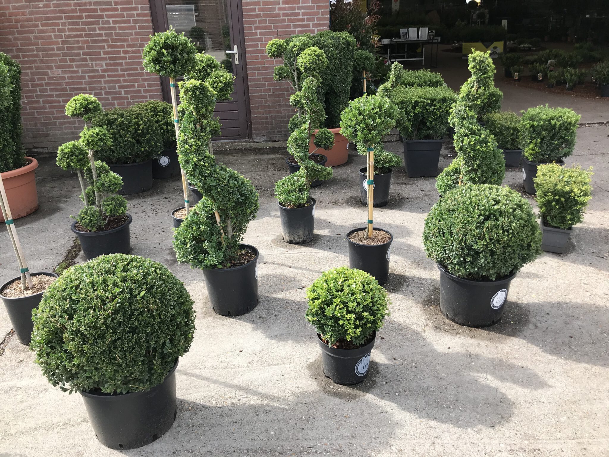 Ilex Crenata “Dark Green” – Japanse Hulst – Bollen , Piramide , En Bol ...