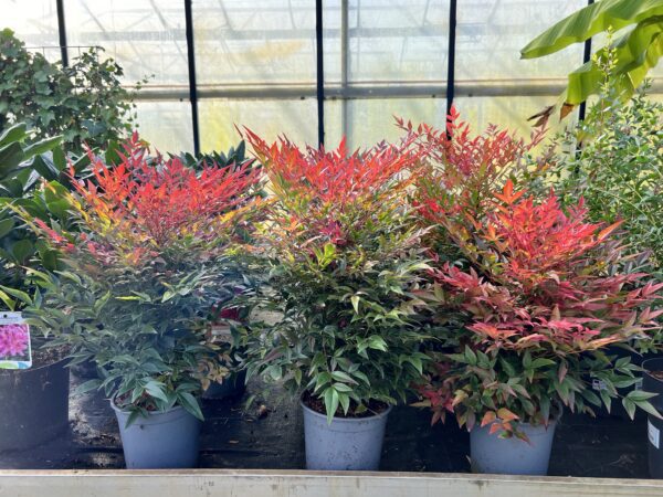 Nandina obsessed-Hemelse Bamboe, met de mooiste kleuren in Herfst,Winter en de Lente