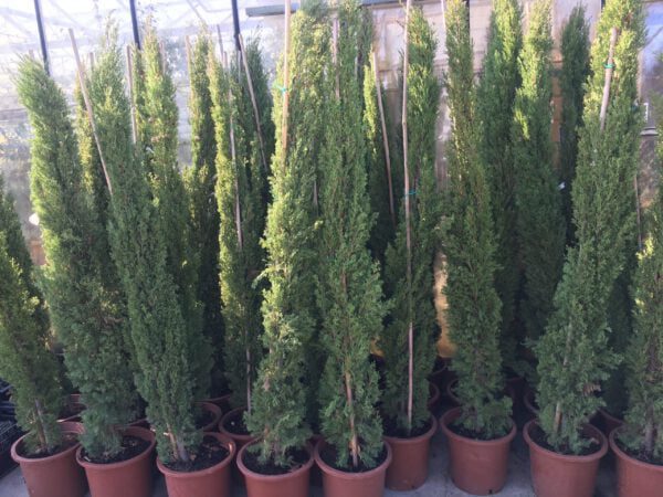 Cupressus sempervirens “Pyramisais -Italiaanse Cipres tot 175-200 cm