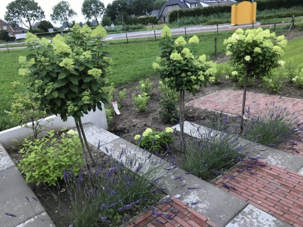 Lavandula Phenominal , met eerste jaar na aanplanten al volle struiken