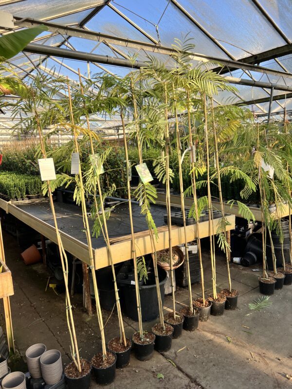 Albizia julibrissin 175/200 cm voor slechts €39,95