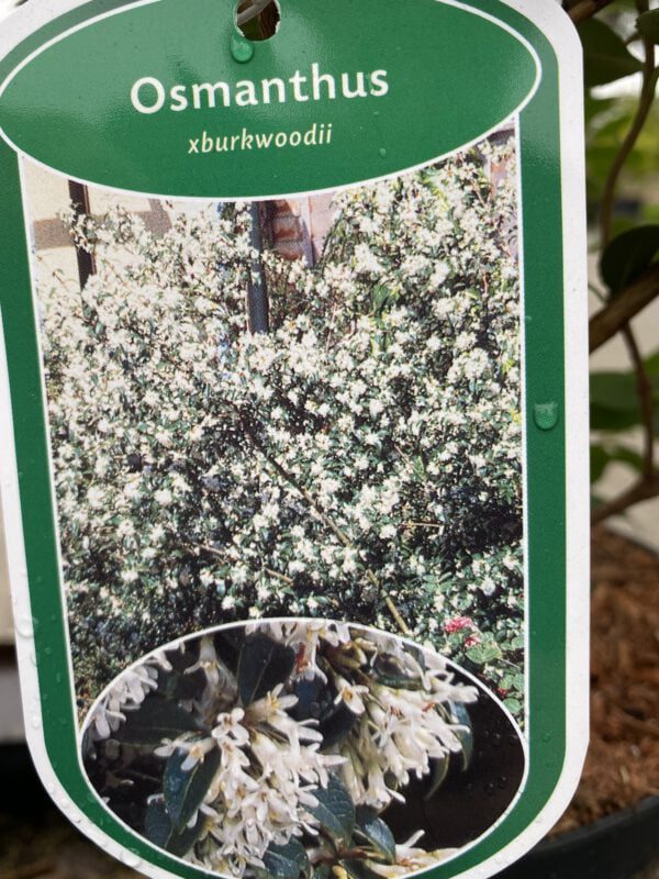 Osmanthus, groenblijvende haagplant, volop geurende bloemetjes in mei