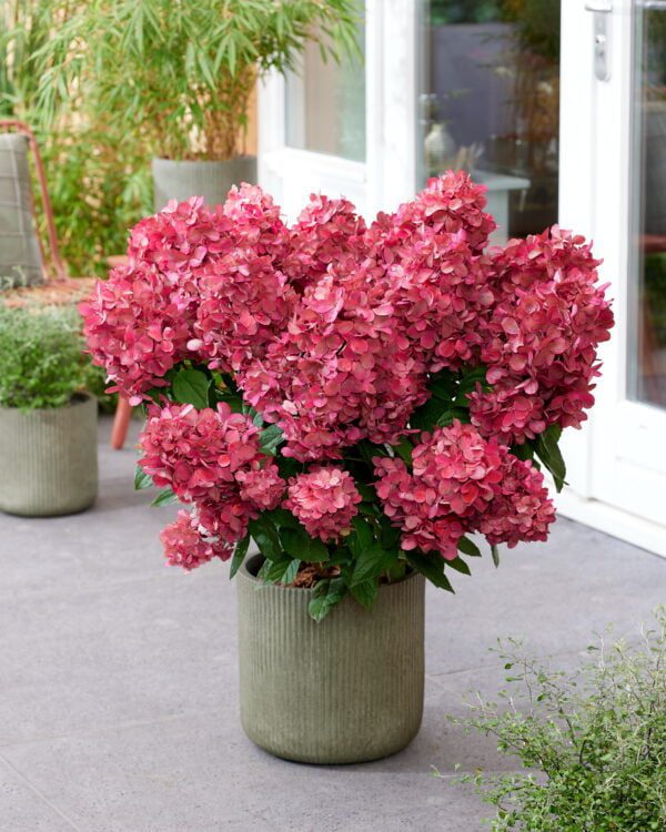 Hydrangea paniculata Bonfire een spectaculaire groei en bloeiwijze