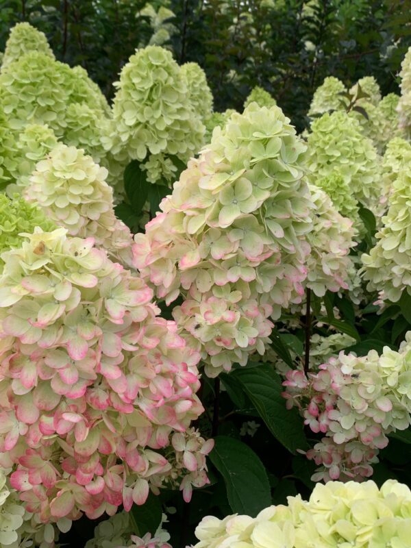 Hydrangea paniculata Bonfire, stevige stelen, volle grote verkleurende bloemen