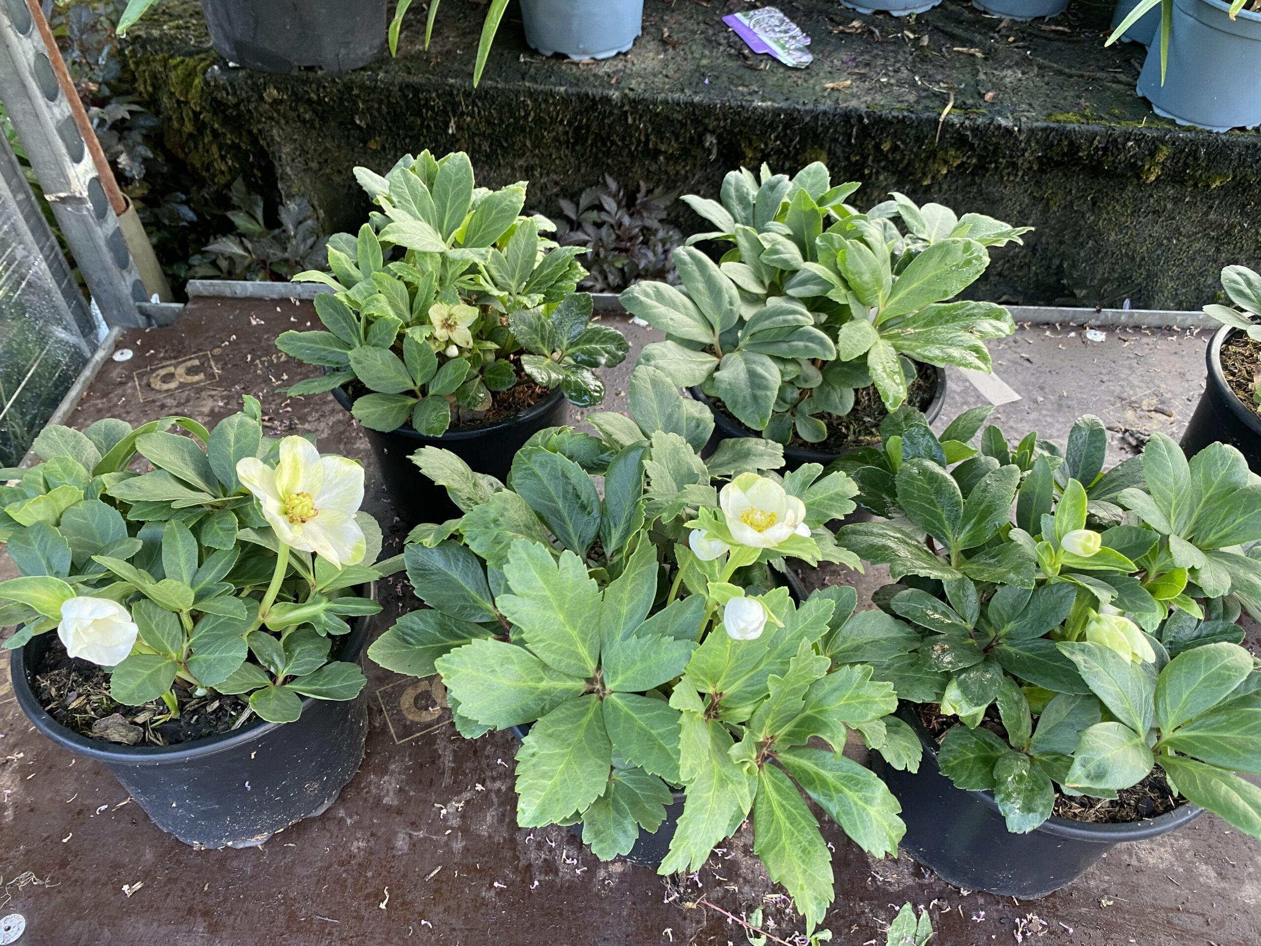 Helleborus Advent Star Kerstroos Buxuskoning