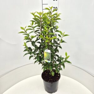 Prunus lusitanica angustifolia 60/80 cm in 6,5 liter pot