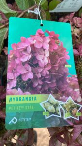 Hydrangea paniculata Petite Star, mini Pluimhortensia 50 cm hoog Max