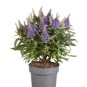 Buddleja davidii Butterfly Candy Little Lila , rijkbloeiende dwerg vlinderstruik